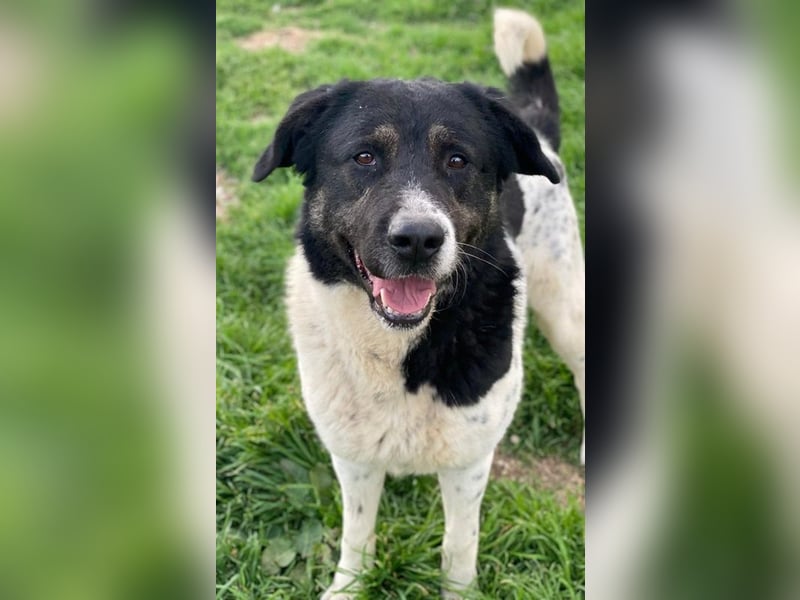 Thanio, geb. ca. 06/2020, lebt in GRIECHENLAND, im städt. Tierheim Serres