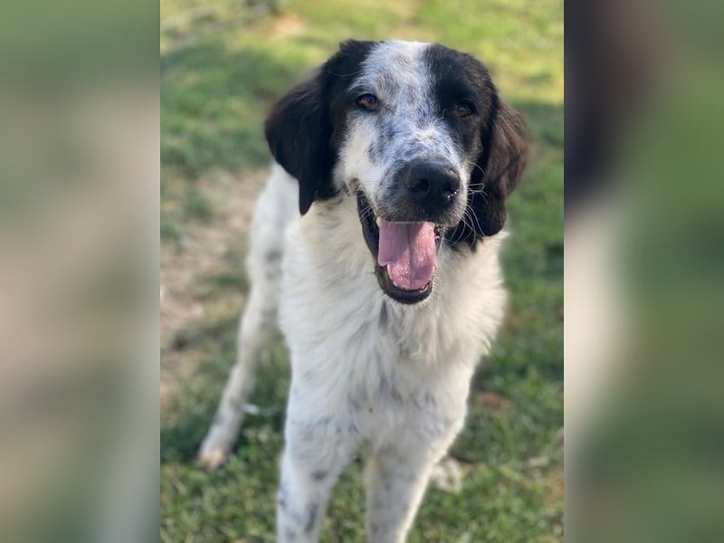 Yuni, geb. ca. 03/2023, lebt in GRIECHENLAND, im städt. Tierheim Serres