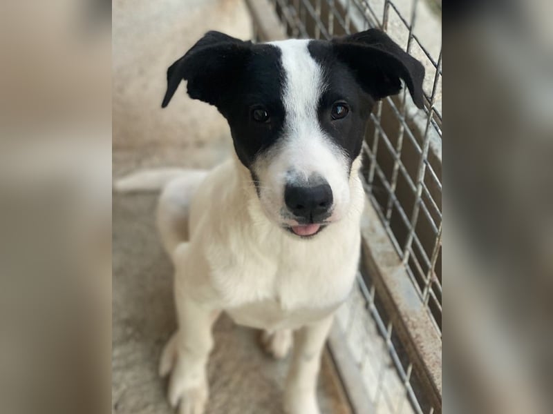 Capper, geb. ca. 06/2024, lebt in GRIECHENLAND, im städt. Tierheim Serres