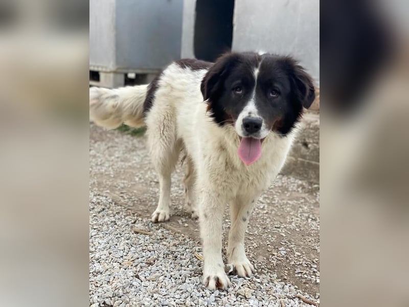 Cora, geb. ca. 07/2022, lebt in GRIECHENLAND, im städt. Tierheim Serres