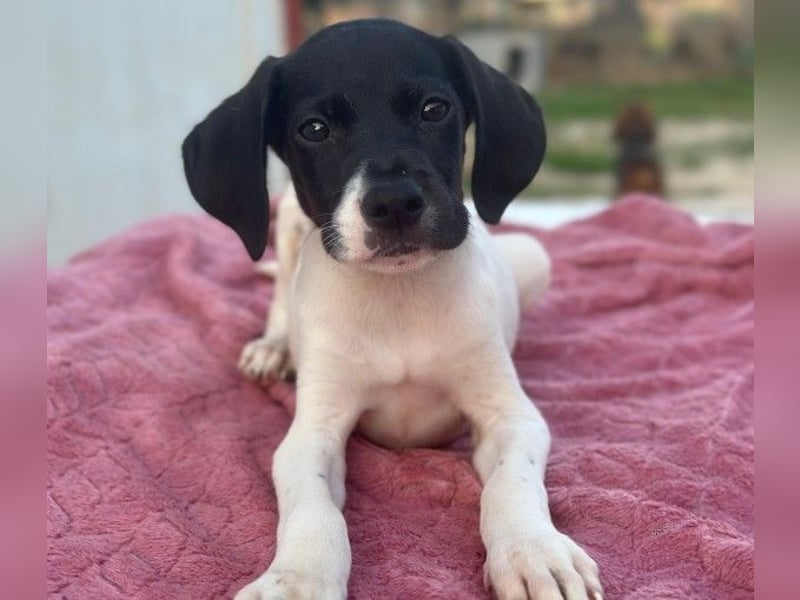 Yoshi, geb. ca. 05/2026, lebt in GRIECHENLAND, im städt. Tierheim Serres