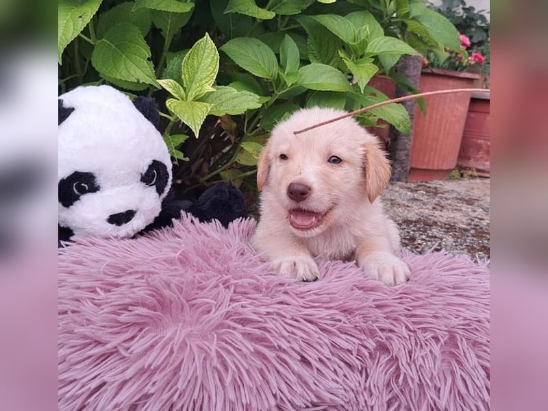  Fluffy-Boo, geb. ca. 04/2026, lebt auf einer Pflegestelle in 44651 Herne