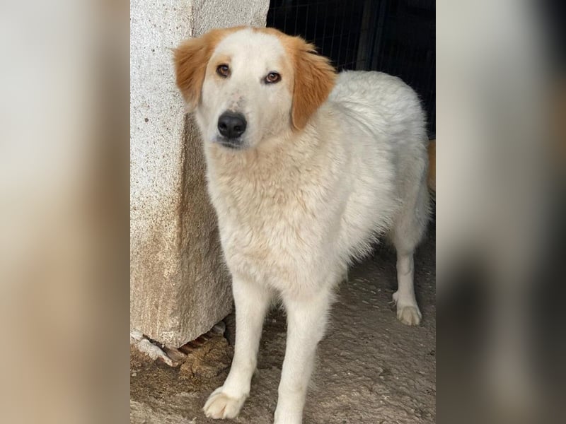 Tobby, geb. ca. 11/2022, lebt in GRIECHENLAND, im städt. Tierheim Serres