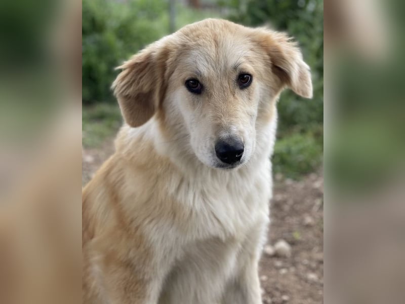 Giannis, geb. ca. 07/2022, lebt in GRIECHENLAND, im städt. Tierheim Serres