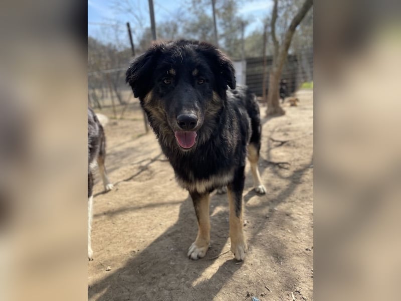 Marcello, geb. ca. 04/2022, lebt in GRIECHENLAND, auf einer privaten Pflegestelle