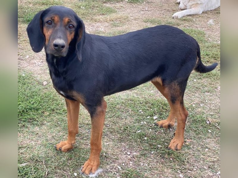 Priska, geb. ca. 08/2021, lebt in GRIECHENLAND, im städt. Tierheim Serres