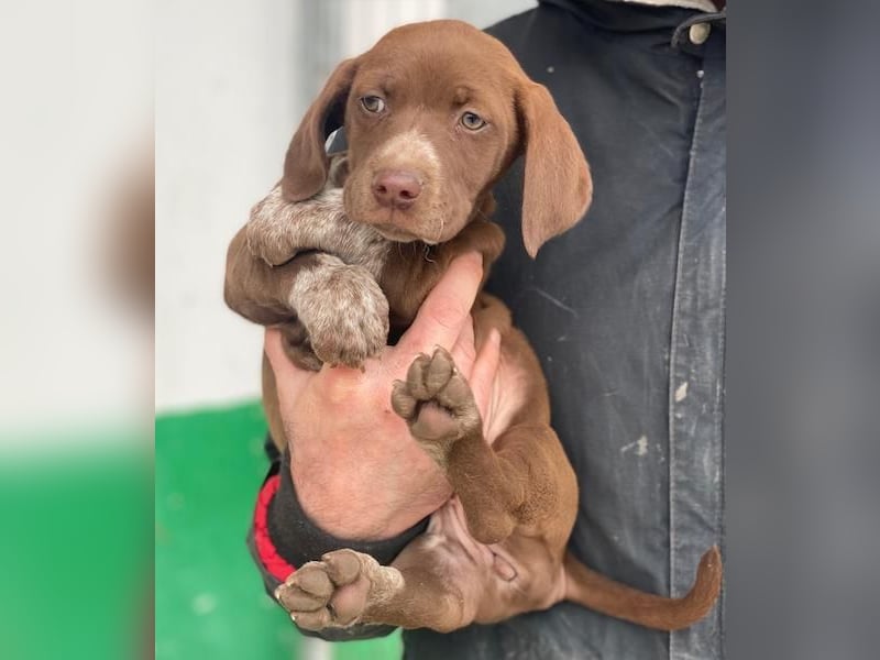 Castanea, geb. ca. 11/2025, lebt in GRIECHENLAND, auf einer privaten Pflegestelle