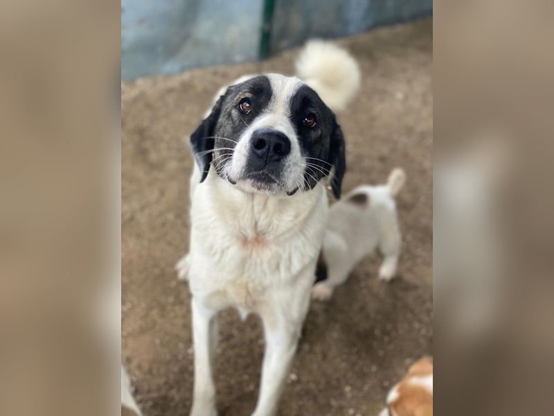 Marinara, geb. ca. 01/2025, lebt in GRIECHENLAND, auf einer privaten Pflegestelle