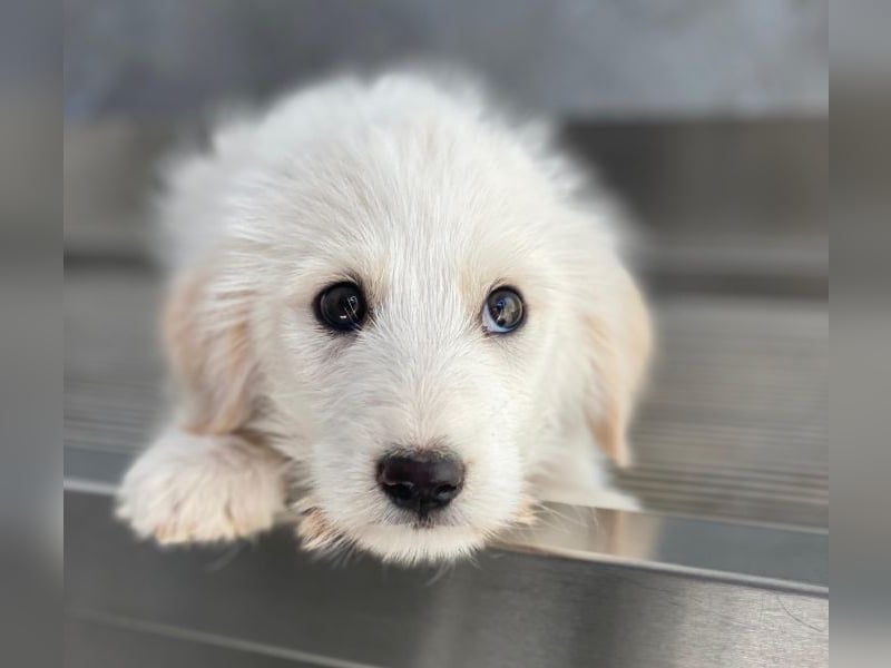 Zucker, geb. ca. 01/2026, lebt in GRIECHENLAND, auf einer privaten Pflegestelle