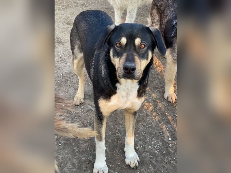 Bibi, geb. ca. 05/2023, lebt in GRIECHENLAND, im städt. Tierheim Serres