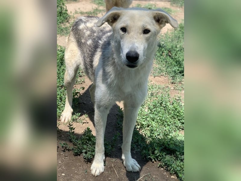 Boybro, geb. ca. 04/2019, lebt in GRIECHENLAND, im städt. Tierheim Serres
