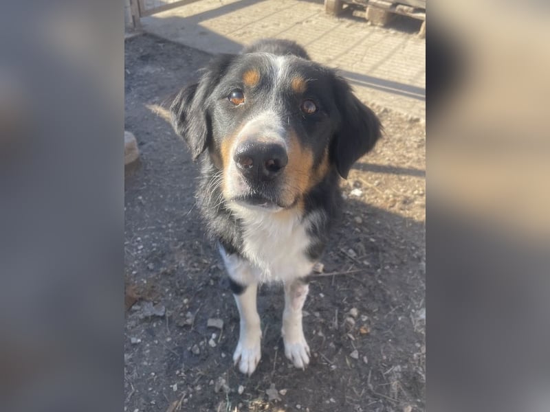 Silvan, geb. ca.02/2023, lebt in GRIECHENLAND, im städt. Tierheim Serres