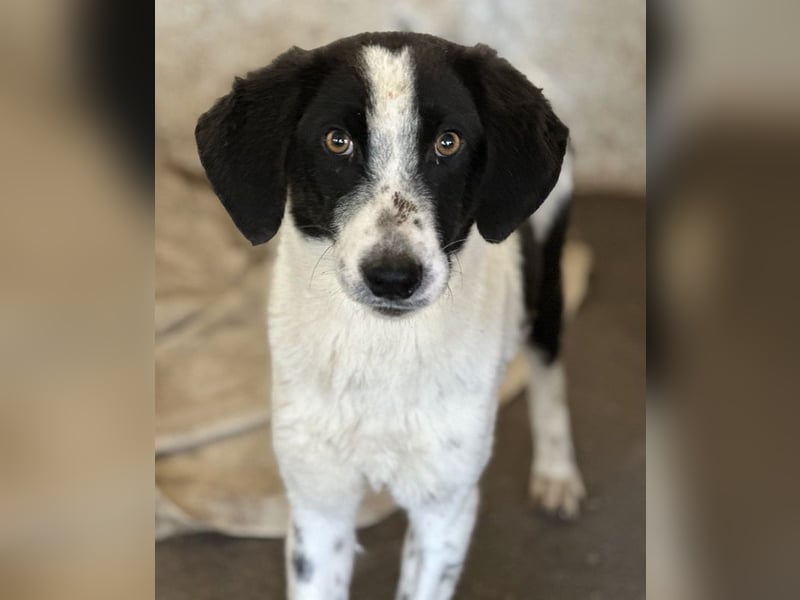 Amora, geb. ca. 03/2024, lebt in GRIECHENLAND, auf einer privaten Pflegestelle