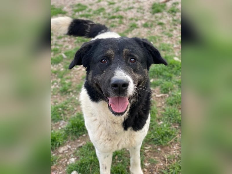 Thanio, geb. ca. 06/2020, lebt in GRIECHENLAND, im städt. Tierheim Serres