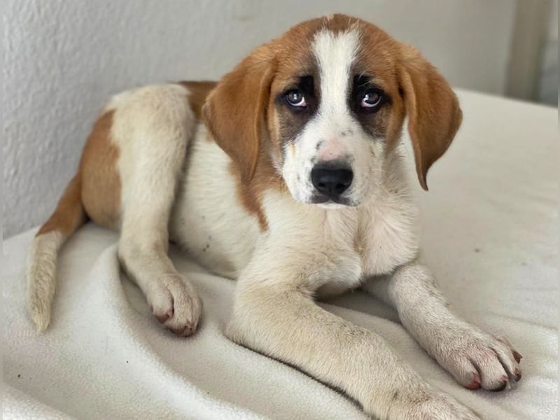Pimock, geb. 03/2025, lebt in GRIECHENLAND, im städt. Tierheim Serres