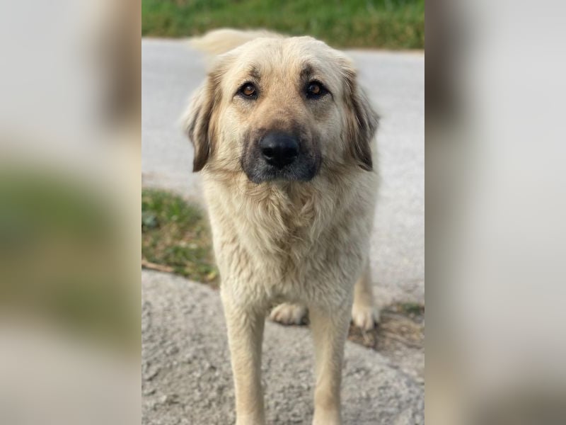 Hermine Granger, geb. ca. 12/2023, lebt in GRIECHENLAND, im städt. Tierheim Serres