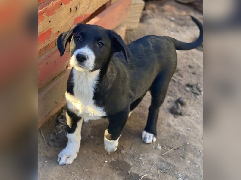 Pinot Noir, geb. ca. 08/2025, lebt in GRIECHENLAND, auf einer privaten Pflegestelle