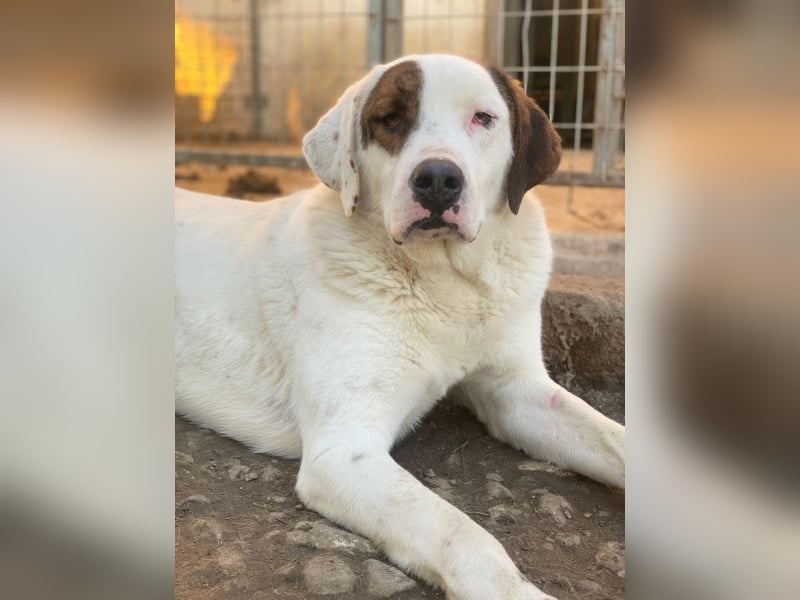 Mäx, geb. ca. 01/2024, lebt in GRIECHENLAND, im städt. Tierheim Serres