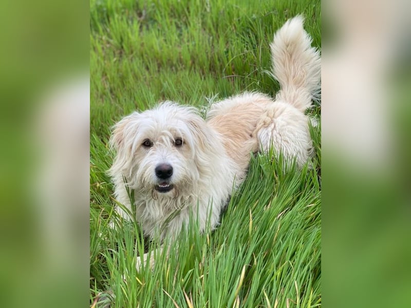 Wuschel, geb. ca. 09/2024, lebt in GRIECHENLAND, im städt. Tierheim Serres