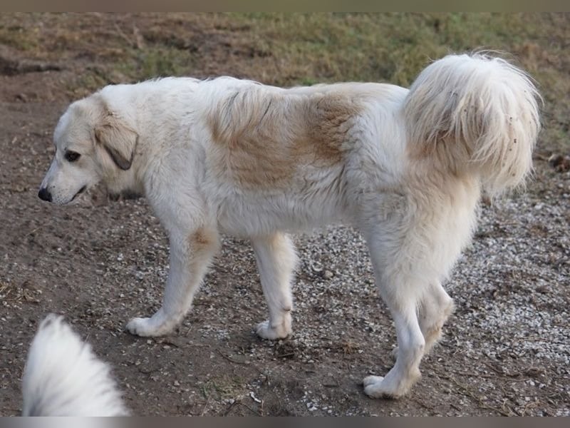Bacardi, geb. ca. 04/2021, lebt in GRIECHENLAND, im städt. Tierheim Serres