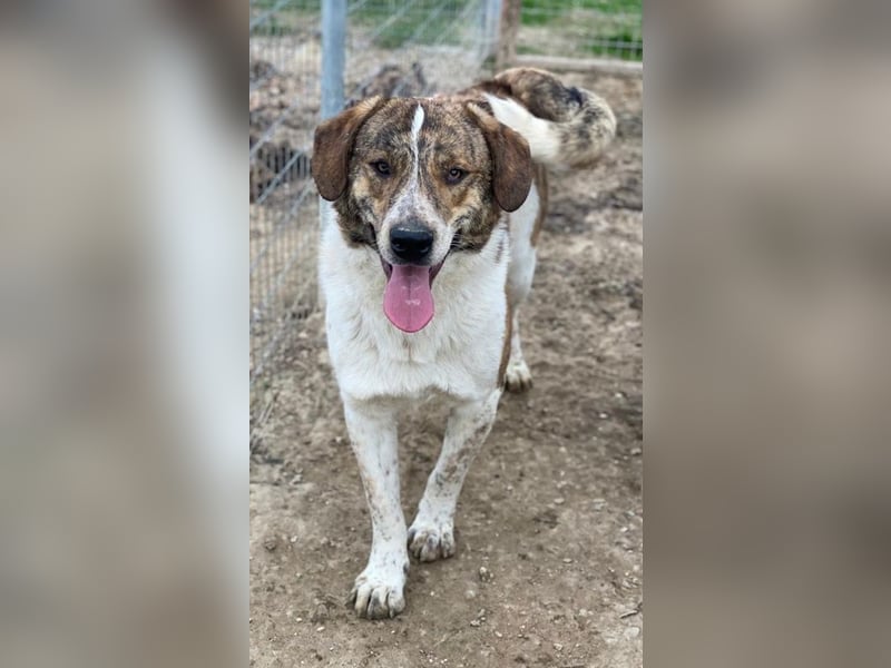 Timo, geb. ca. 12/2023, lebt in GRIECHENLAND, im städt. Tierheim Serres