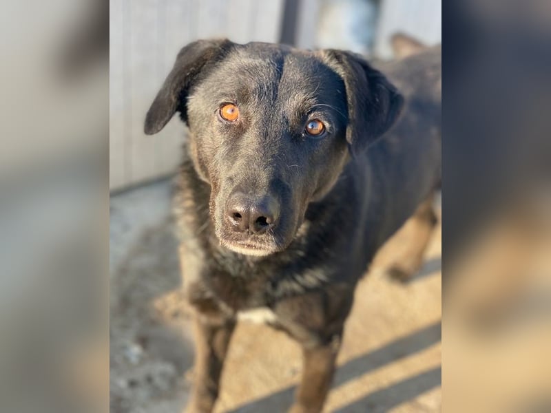 Gimpo, geb. ca. 03/2024, lebt in GRIECHENLAND, im städt. Tierheim Serres