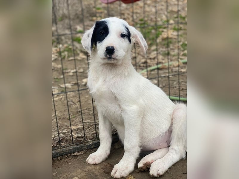 Chardonnay, geb. ca. 08/2025, lebt in GRIECHENLAND, auf einer privaten Pflegestelle