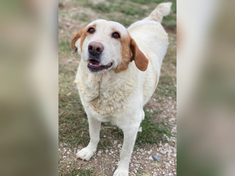 Lucero, geb. ca. 04/2016, lebt in GRIECHENLAND, im städt. Tierheim Serres