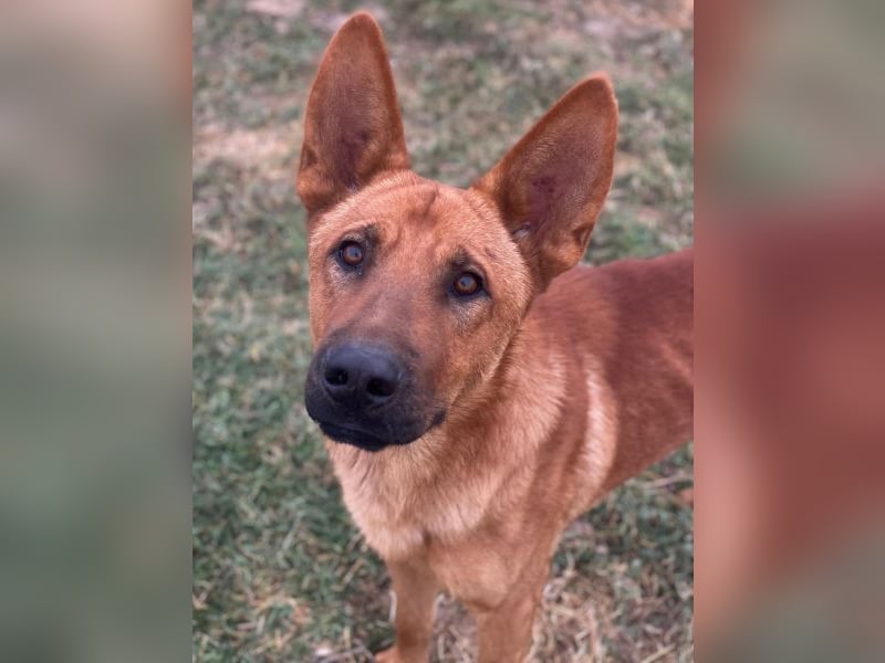 Zylo, geb. ca. 10/2024, lebt in GRIECHENLAND, im städt. Tierheim Serres