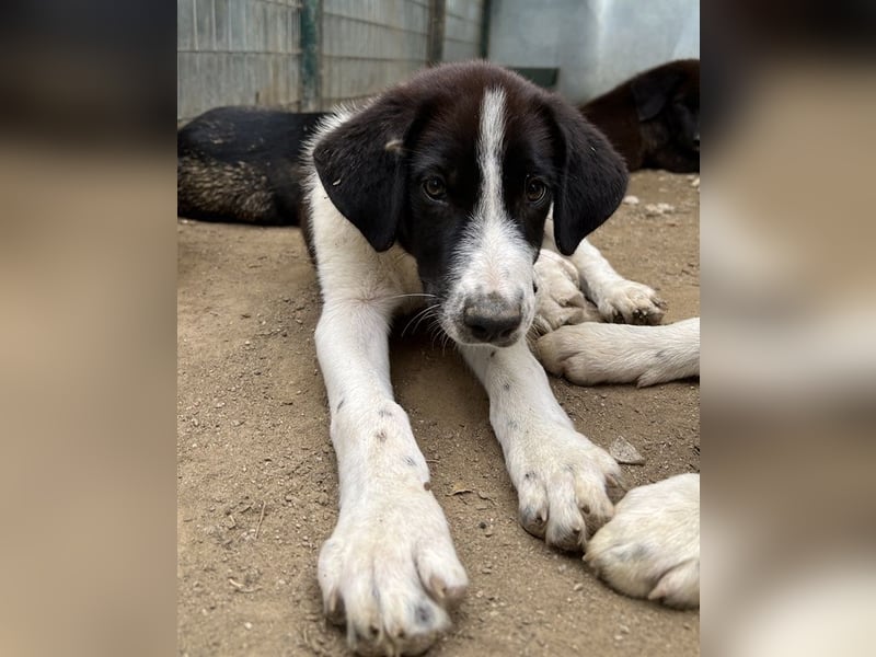 Sandor, geb. ca. 05/2024, lebt in GRIECHENLAND, auf einer privaten Pflegestelle