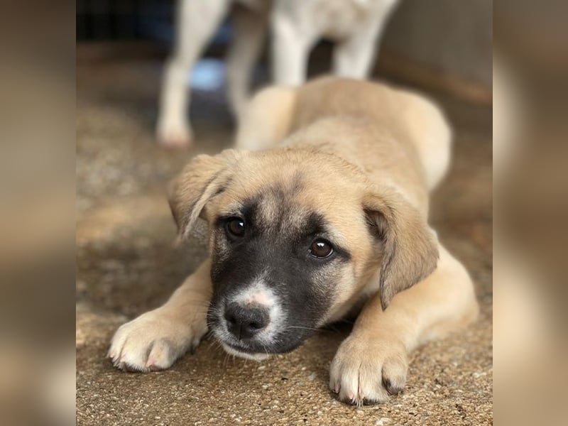 Mira, geb. ca. 12/2025, lebt in GRIECHENLAND, im städt. Tierheim Serres