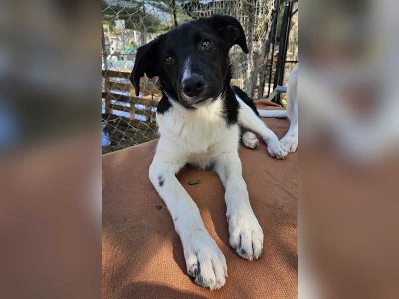 Cap, geb. ca. 06/2024, lebt in GRIECHENLAND, im städt. Tierheim Serres