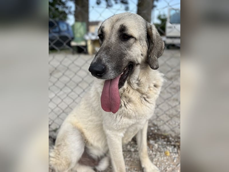 Little Pumpkin, geb. ca. 11/2021, lebt in GRIECHENLAND, im städt. Tierheim Serres