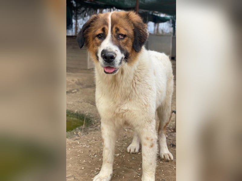 Fiva, geb. ca. 02/2024, lebt in GRIECHENLAND, im städt. Tierheim Serres