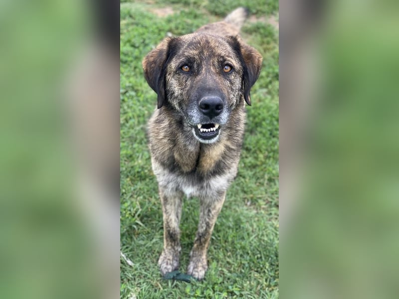 Theo, geb. ca. 04/2022, lebt in GRIECHENLAND, im städt. Tierheim Serres