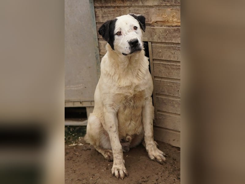 Ronny, geb. ca. 09/2022, lebt in GRIECHENLAND, im städt. Tierheim Serres
