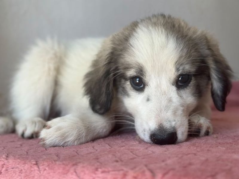 Paloma, geb. ca. 05/2026, lebt in GRIECHENLAND, im städt. Tierheim Serres