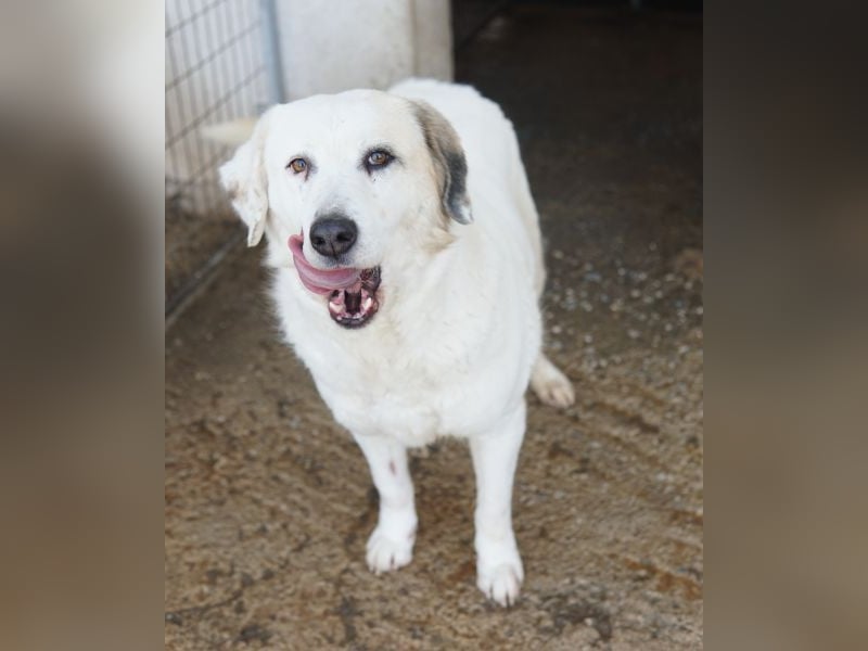 Bruna, geb. ca. 12/2020, lebt in GRIECHENLAND, im städt. Tierheim Serres