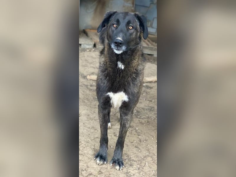 Niabi, geb. ca. 05/2023, lebt in GRIECHENLAND, im städt. Tierheim Serres