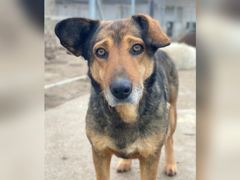 Violetta, geb. ca. 09/2018, lebt in GRIECHENLAND, im städt. Tierheim Serres