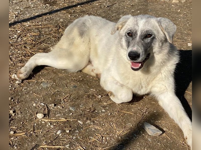 Charlina, geb. ca. 04/2021, lebt in GRIECHENLAND, im städt. Tierheim Serres