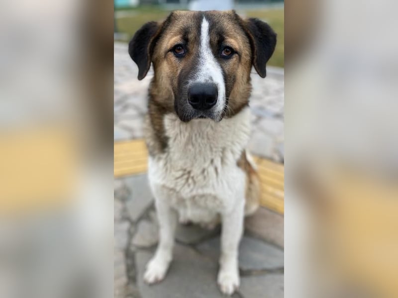 Anxton, geb. ca. 02/2022, lebt in GRIECHENLAND, im städt. Tierheim Serres