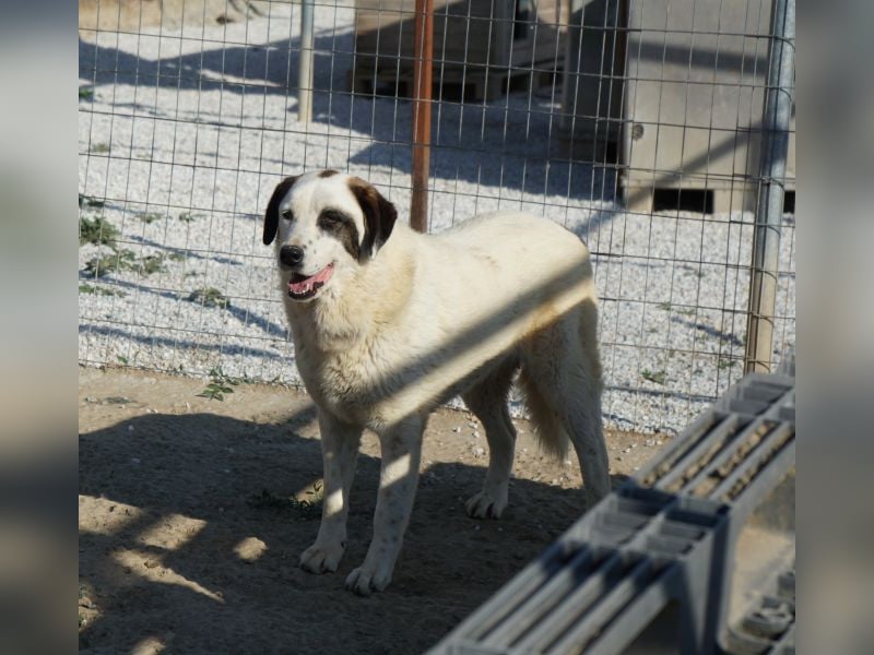 Benda, geb. ca. 06/2023, lebt in GRIECHENLAND, im städt. Tierheim Serres