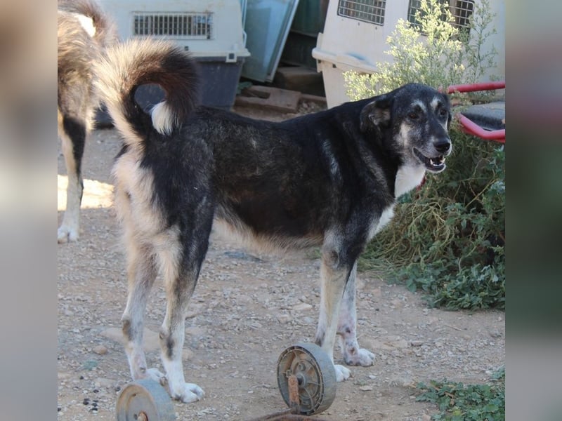 Nancy, geb. ca. 03/2019, lebt in GRIECHENLAND, auf einem Gelände, wird notdürftig versorgt