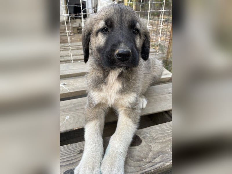 Cosy, geb. ca. 08/2022, lebt in GRIECHENLAND, auf einer privaten Pflegestelle