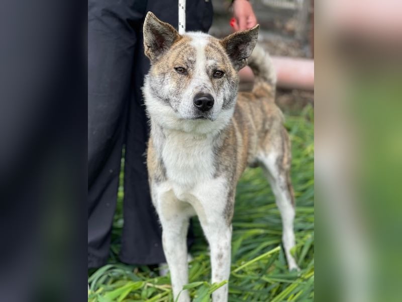 Scar, geb. ca. 04/2025, lebt in GRIECHENLAND, im städt. Tierheim Serres