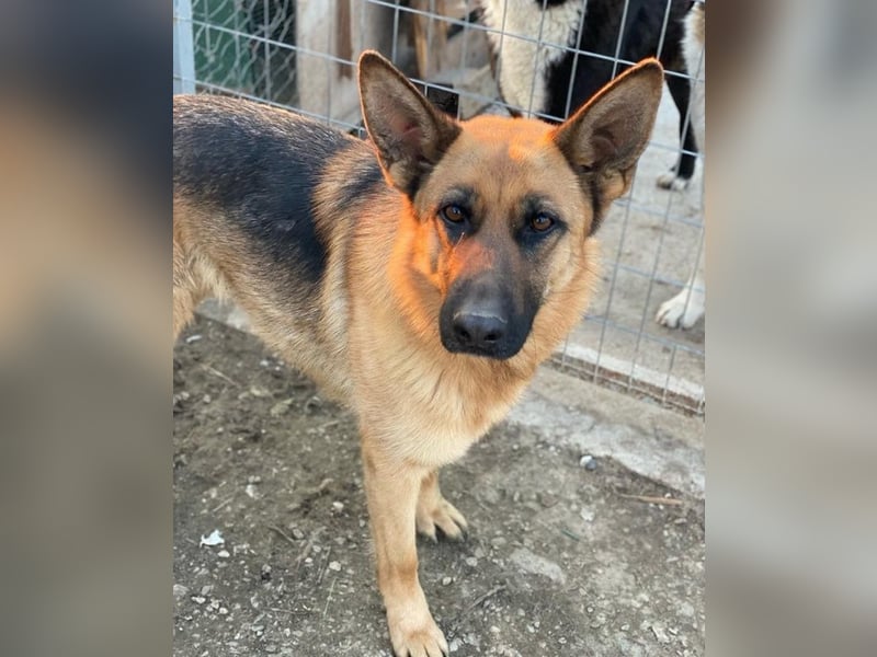 Wilma, geb. ca. 04/2021, lebt in GRIECHENLAND, im städt. Tierheim Serres