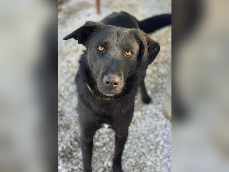 Dakar, geb. ca. 01/2019, lebt in GRIECHENLAND, im städt. Tierheim Serres