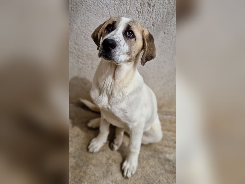 Lou, geb. ca. 11/2022, lebt in GRIECHENLAND, im städt. Tierheim Serres