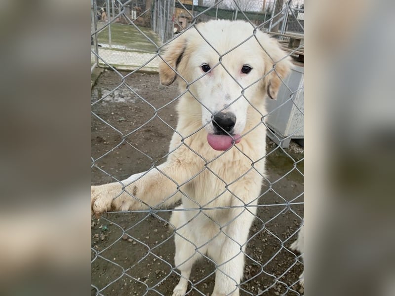 Skippy, geb. ca. 05/2022, lebt in GRIECHENLAND, im städt. Tierheim Serres